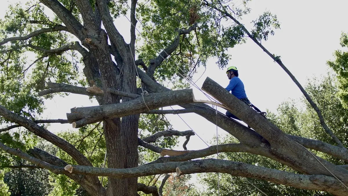 Professional Crown Thinning performed by certified arborists in Dingle
